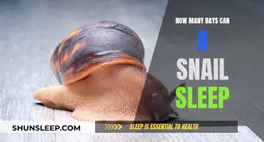 Snails' Sleep: The Long Slumber Days of Snails