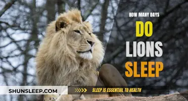 Lions' Sleep Patterns: How Many Days Do They Snooze?