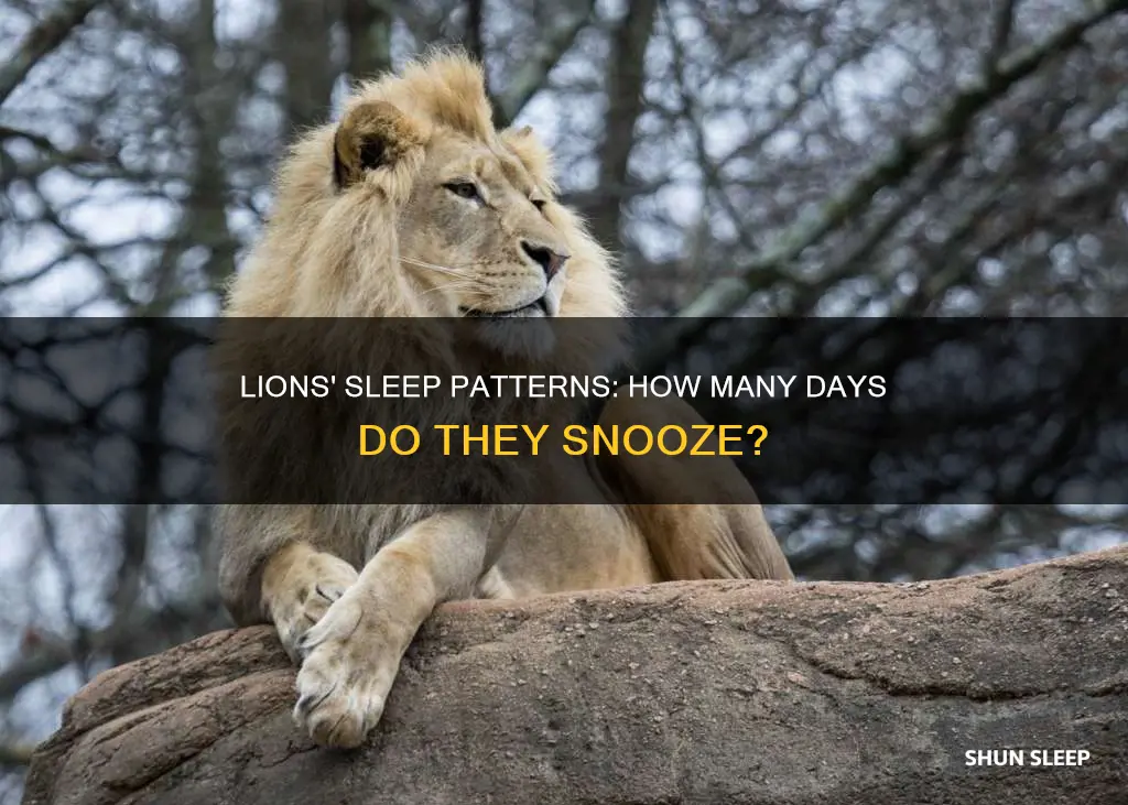 how many days do lions sleep