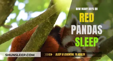 Red Pandas: Sleep Patterns and Daily Habits