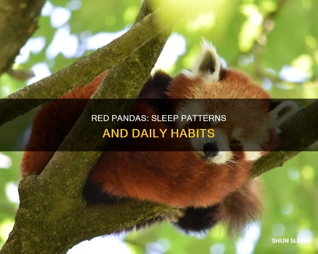 how many days do red pandas sleep