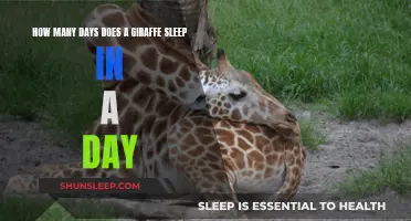 Giraffes' Sleep Patterns: Unraveling Their Daily Slumber Secrets