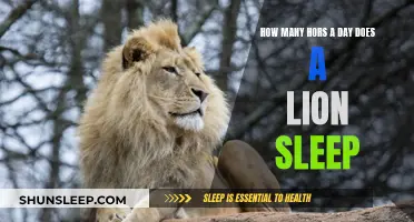 A Lion's Lazy Lifestyle: Sleep Patterns Unveiled