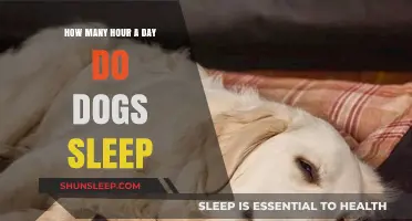 Understanding Canine Rest: A Guide to Dog Sleep Patterns