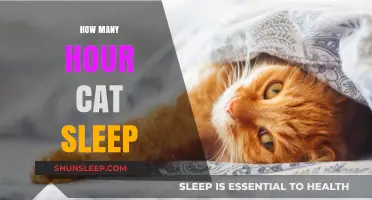 Understanding Feline Slumber: How Many Hours Do Cats Sleep?
