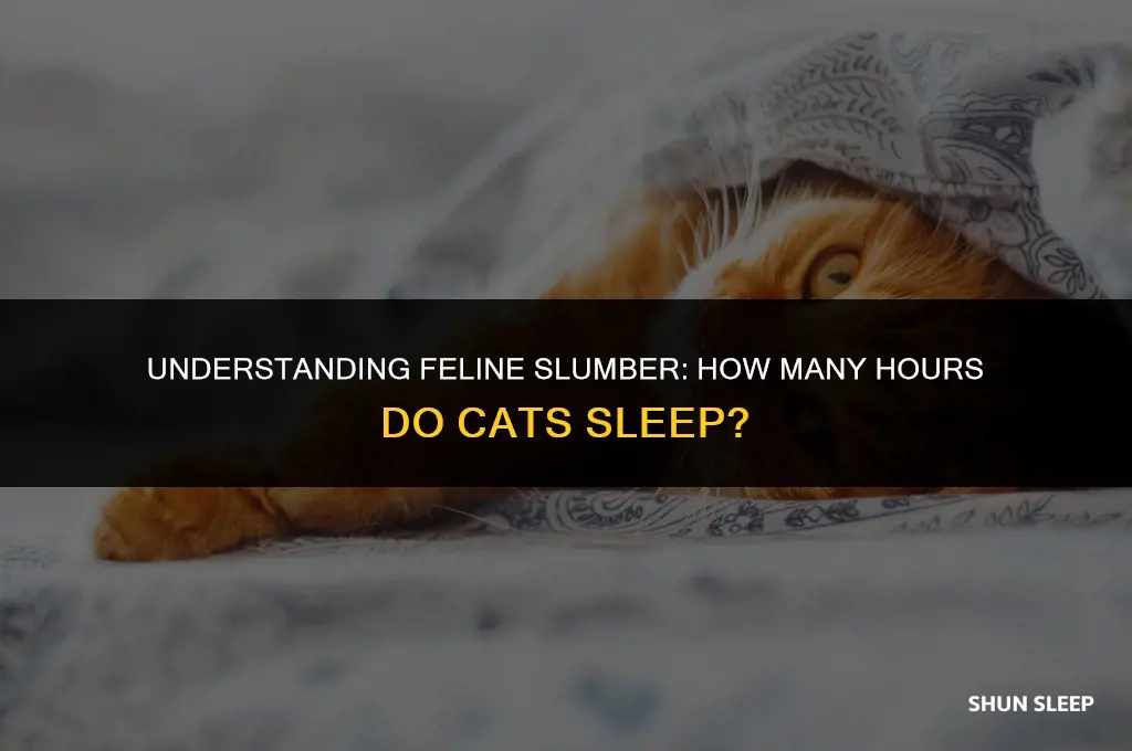 how many hour cat sleep