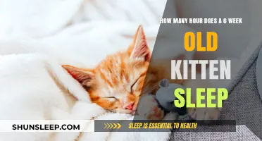 Understanding Kitten Sleep Patterns: A Guide for New Pet Owners