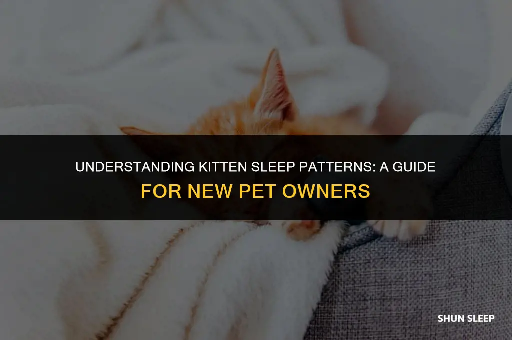 how many hour does a 6 week old kitten sleep