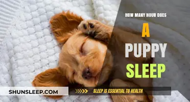 Understanding Puppy Sleep Patterns: A Guide for New Pet Parents