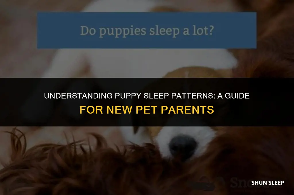 how many hour does a puppy sleep