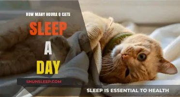 Understanding Feline Slumber: A Guide to Cat Sleep Patterns