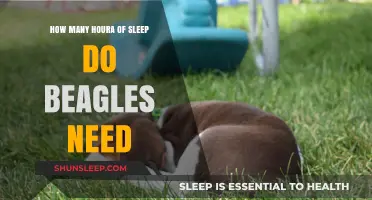 Beagles' Sleep Needs: Unraveling the Mystery of Restful Slumber