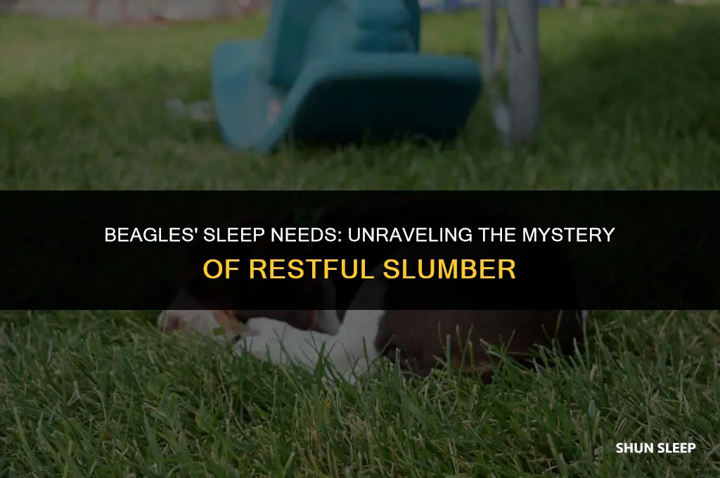 how many houra of sleep do beagles need