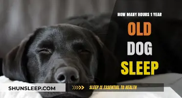 Understanding Canine Slumber: A Guide to 1-Year-Old Dog Sleep Patterns