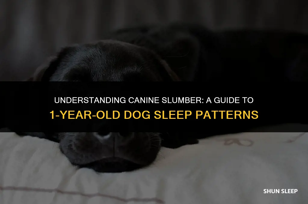 how many hours 1 year old dog sleep
