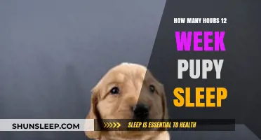 Understanding Puppy Sleep Patterns: A 12-Week Guide