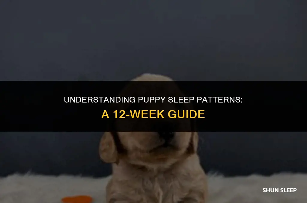 how many hours 12 week pupy sleep