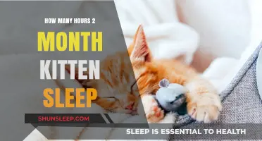 Understanding Kitten Sleep Patterns: A Guide for New Pet Owners