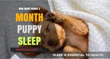 Understanding Puppy Sleep Patterns: A Guide for New Pet Parents
