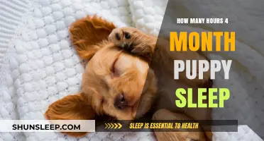 Understanding Puppy Sleep Patterns: A Guide for New Pet Parents