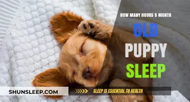 Understanding Puppy Sleep Patterns: A Guide for New Pet Parents