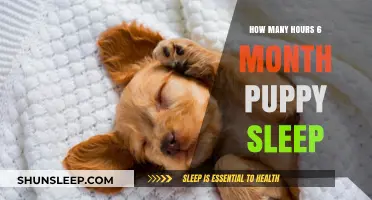 Understanding Puppy Sleep Patterns: A Guide for New Pet Parents