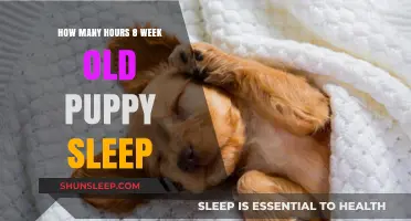 Understanding Puppy Sleep Patterns: A Guide for New Owners
