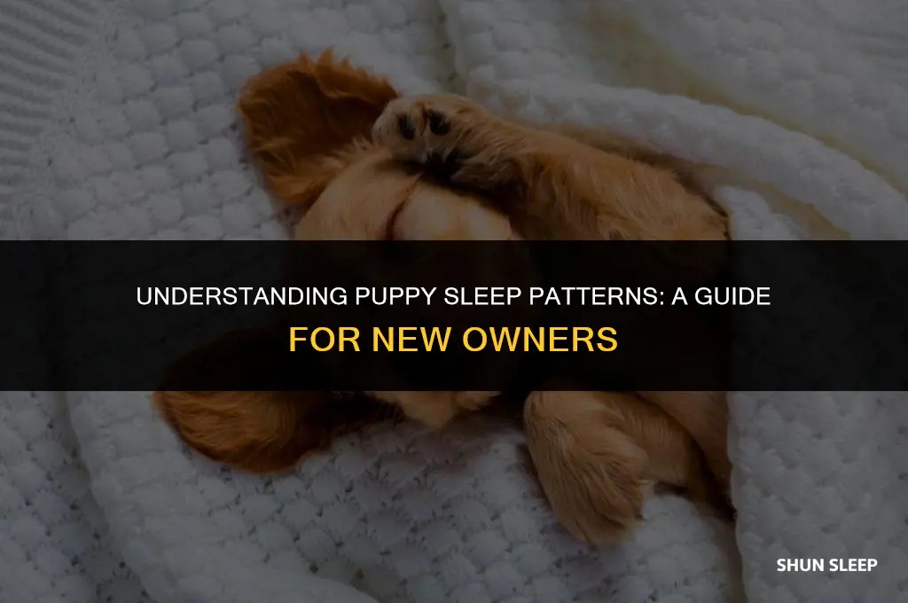 how many hours 8 week old puppy sleep