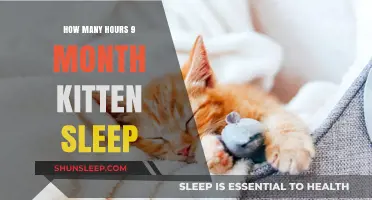 Understanding Kitten Sleep Patterns: A Guide for New Pet Owners