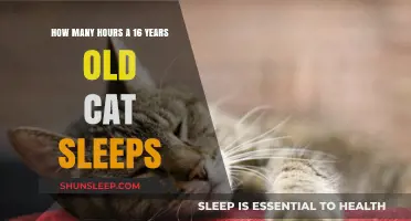 Understanding Feline Slumber: A Guide to Your 16-Year-Old Cat's Sleep Patterns