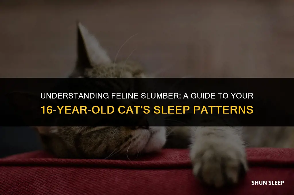 how many hours a 16 years old cat sleeps