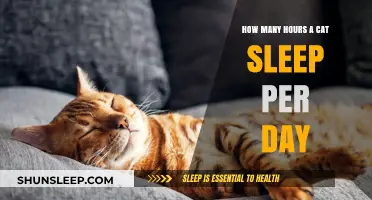 Understanding Feline Slumber: A Guide to Cat Sleep Patterns