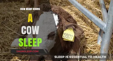Understanding Bovine Rest: How Many Hours Do Cows Sleep?