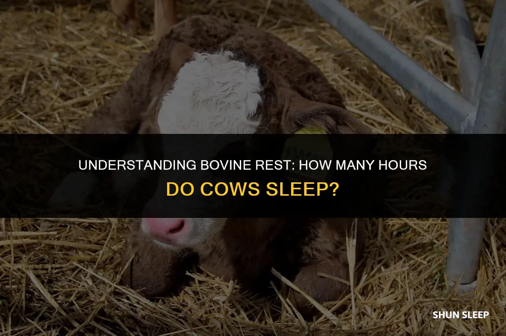 how many hours a cow sleep