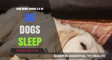 Understanding Canine Rest: A Guide to Dog Sleep Patterns