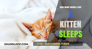 Understanding Kitten Sleep Patterns: A Guide for New Pet Owners