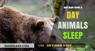 Unveiling the Secrets of Animal Slumber: A Comprehensive Guide