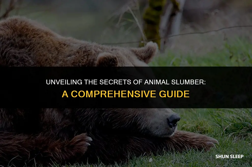 how many hours a day animals sleep