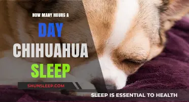 Chihuahua Snooze: Unraveling the Mystery of Their Daily Slumber