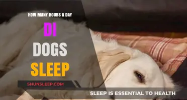 Understanding Canine Rest: A Guide to Dog Sleep Patterns