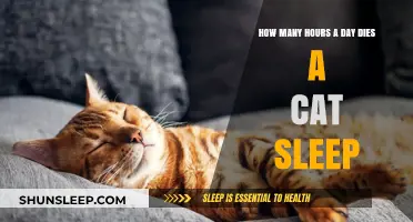 Understanding Feline Slumber: A Guide to Cat Sleep Patterns