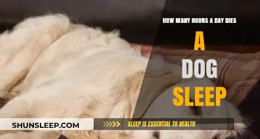 Understanding Canine Sleep Patterns: A Guide to Dog Rest