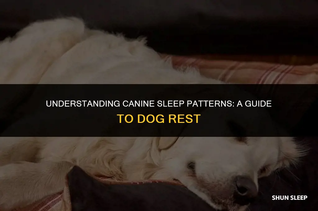 how many hours a day dies a dog sleep