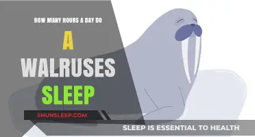 Unveiling the Secrets of Walrus Slumber: A Day in the Life