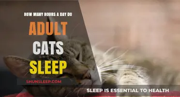 Understanding Feline Slumber: A Guide to Adult Cat Sleep Patterns
