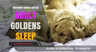 Golden Slumbers: Unveiling the Sleep Patterns of Adult Golden Retrievers