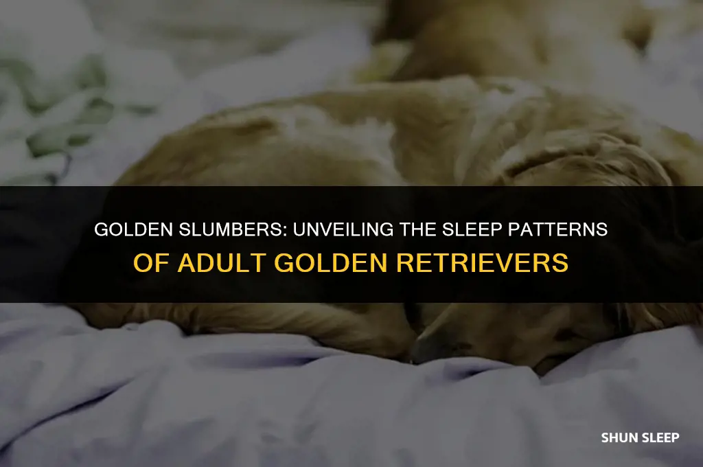how many hours a day do adult goldens sleep