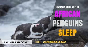Unveiling the Sleep Secrets of African Penguins: A Daily Rest Study