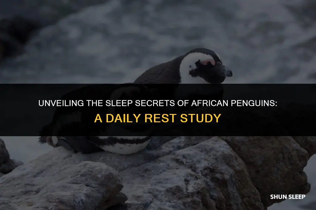 how many hours a day do african penguins sleep
