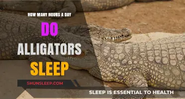 Unveiling the Slumber Secrets of Alligators: A Daily Rest Countdown